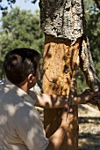 Harvesting cork oak