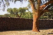 Stacked cork oak bark