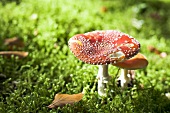 Fly agaric mushrooms in a wood