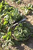 Spinach in the field