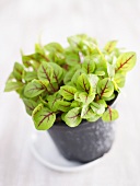 Young sorrel in a pot