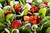Fresh strawberries with leaves and flowers