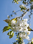 Kirschblüten am Zweig