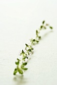 A sprig of lemon thyme