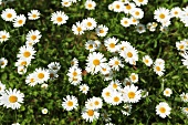 Marguerites in grass (full-frame)