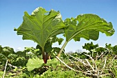 Rhubarb plant