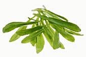 Culantro (Thai parsley)
