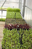 Various young plants in a greenhouse