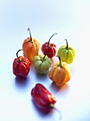 Habanero chillies of various colours