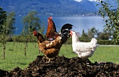 Biohühner auf Misthaufen vor Landschaft am Attersee, Österr.