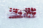 Redcurrants frozen in a block of ice