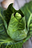 Fresh pointed cabbage