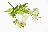 Sweet cicely flowers