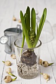 Hyacinth with bulb and roots