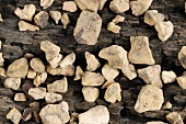 Chinese knotweed root on wooden background