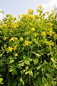 Greater celandine