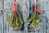 Bunches of thyme hanging up to dry