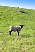 Sheep in pasture, Weser Marsh, North Germany