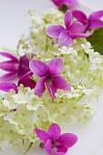 Violets and viburnum flowers