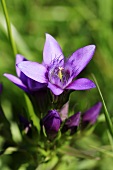 Gentian flower