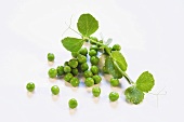 Peas with stalks and leaves