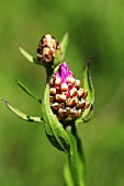 Knapweed flower, centaurea jacea (close up)