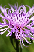 Centaurea jacea, knapweed flower (close up)