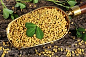 Fenugreek seeds and leaves in scoop
