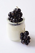 Natural yoghurt with blackcurrants