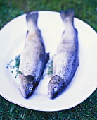 Brown trout stuffed with thyme (uncooked)