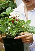 Young woman holding a strawberry plant in a pot