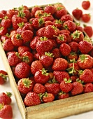 Erdbeeren in einer Steige