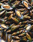 New Zealand green-lipped mussels