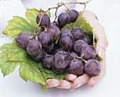 Hand holding red grapes with leaves