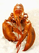 Cooked lobster on ice