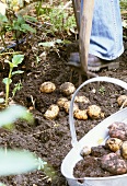 Harvesting potatoes: lifting potatoes out of ground with fork