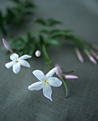 Jasmine flowers