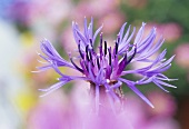 Mountain cornflower, close-up