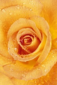 Orange rose, variety 'Sweet Magic'