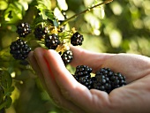 Hand picking blackberries