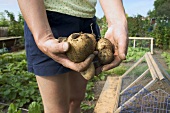 Hands holding Maris Piper potatoes in a garden