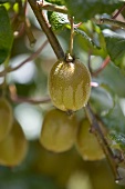 Kiwi fruits on the tree