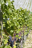 Pinot noir grapes, New Zealand