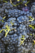 Picked red wine grapes
