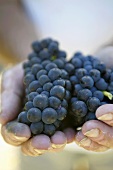 Hands holding red wine grapes