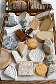 Still life with various cheeses on tray