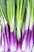 Purple spring onions