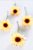 Four yellow chrysanthemums