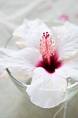 weiße Hibiskusblüte (Hibiscus rosa-sinensis) im Glas
