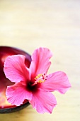 Rosa Hibiskusblüte (Hibiscus rosa-sinensis) in einer Schale
